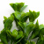 Трава искусственная -1, шт (эвкалипт лист 32 см/8 см)				 - купить в Тамбове. Цена: 169.93 руб.