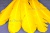 Декоративный Пучок из перьев, перо 23см/желтый - купить в Тамбове. Цена: 12.19 руб.